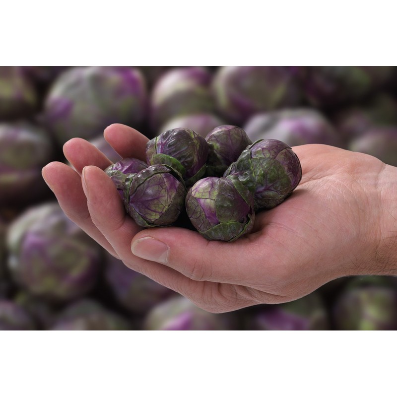 22Day Seeds: Seeds Purple Brussels Sprouts/Cabbage/Non GMO/Heirloom