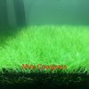 4 Pack Aquarium Plant S.e.e.d Set, not Artificial plasticl Plant.