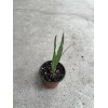 Sugarcane 1 Sugarcane Plant With Pot 8” Sweet Juicy Tropical