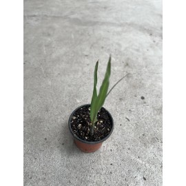 Sugarcane 1 Sugarcane Plant With Pot 8” Sweet Juicy Tropical Live Plant Ready To Plant