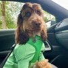Bunty No Pull Dog Harness Extra Large - Soft, Breathable,