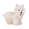 HANSA West Highland Dog Collectible Plush, White, 20"