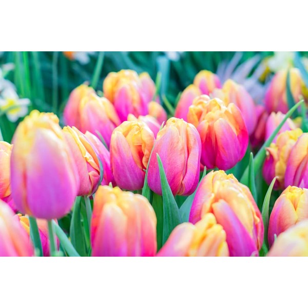 10 Pink Passion Tulip Bulbs for Planting - Easy to Grow - Made in USA, Ships from Iowa