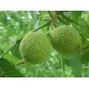Nature's Potions Ltd WALNUT TREE BLACK SEEDS, (3) Seeds, Juglans