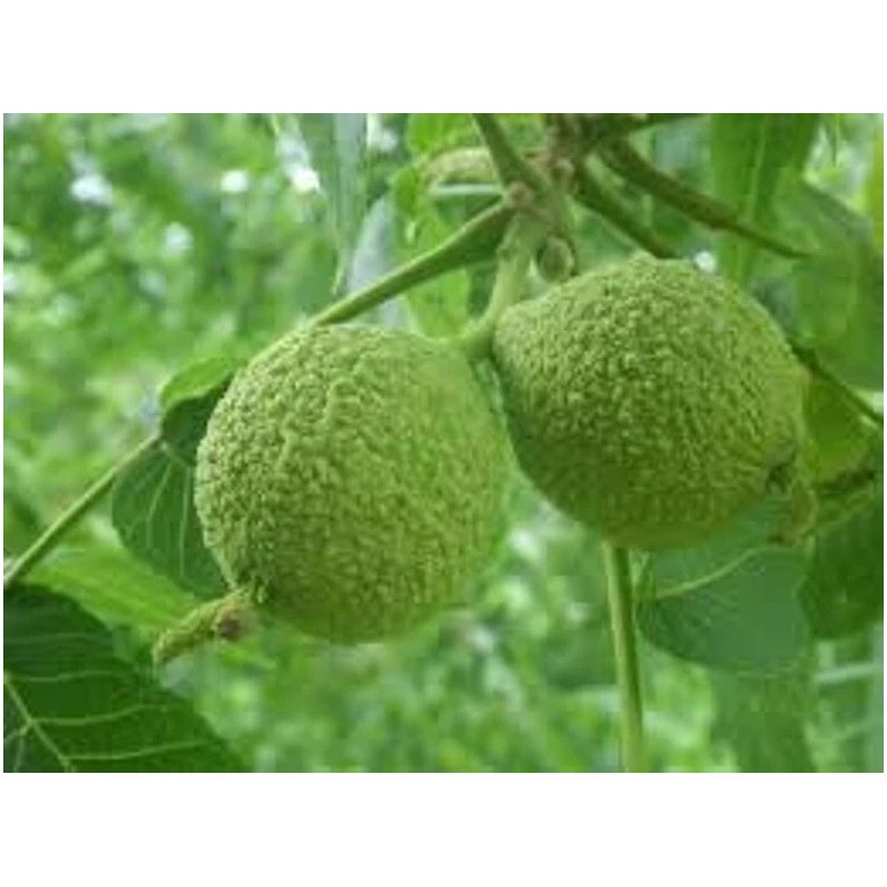 Nature's Potions Ltd WALNUT TREE BLACK SEEDS, (3) Seeds, Juglans