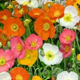 10,000 Icelandic Poppy Seeds Mixed 5 Colors Organic, Non-GMO Perennial Organic