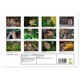 Little rodent - mouse (Monthly Wall Calendar 2025 11.7" x 16.5" (open)), CALVENDO 14 Month Calendar