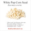 White 50 Pop Corn - Zea mays everta kernels (Organically