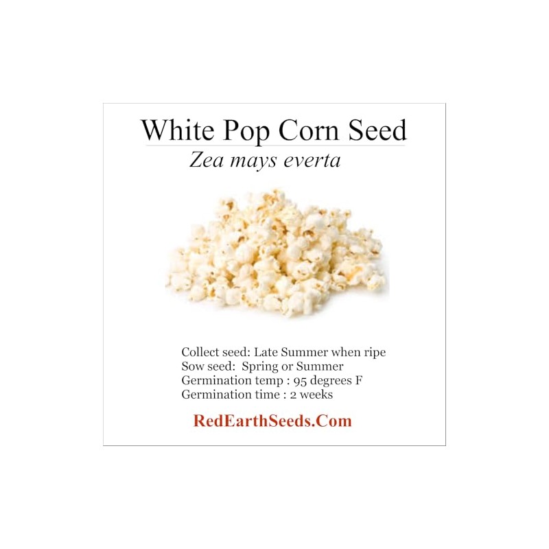 White 50 Pop Corn - Zea mays everta kernels (Organically