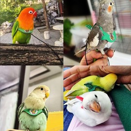 Adjustable Bird Harness & Leash Set for Small Birds,FitsBudgie,Parakeets, Conures, Cockatiels,Green Cheek,Quaker Parrots(Green, M) 6350-8