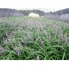Super Blue Liriope Muscari | 10 Live Bare Root Pips