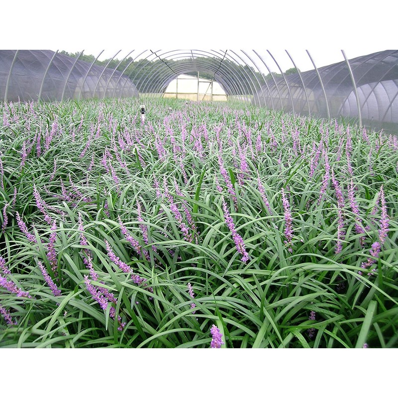 Super Blue Liriope Muscari | 10 Live Bare Root Pips