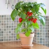 Park Seed Sweet Pepper Vegatable Plant Seeds, Easy to Grow,