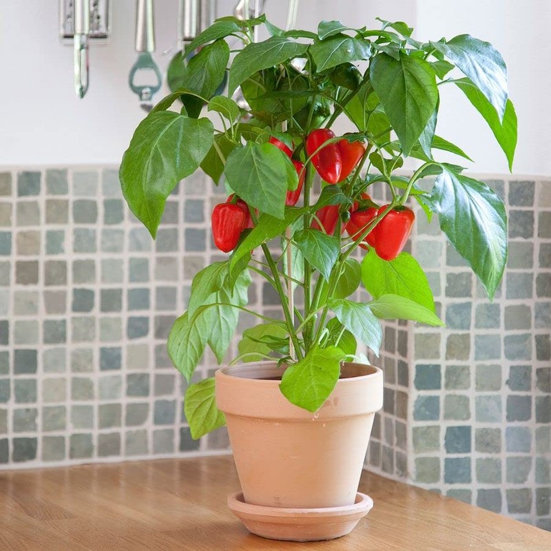 Park Seed Sweet Pepper Vegatable Plant Seeds, Easy to Grow,