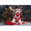 Vehomy 2Pcs Pet Puppy Christmas Jumpers Cat Sweater Kitten Knitwear