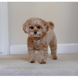 FURLINGDA Pet Jewelry Candy Color Necklace, Colorful Beaded Necklace for Dogs and Cats, Teddy Chihuahua York Girl Clothing Dress Accessories