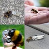 Revive a Bee Gold Bee Revival Kit A Keyring with