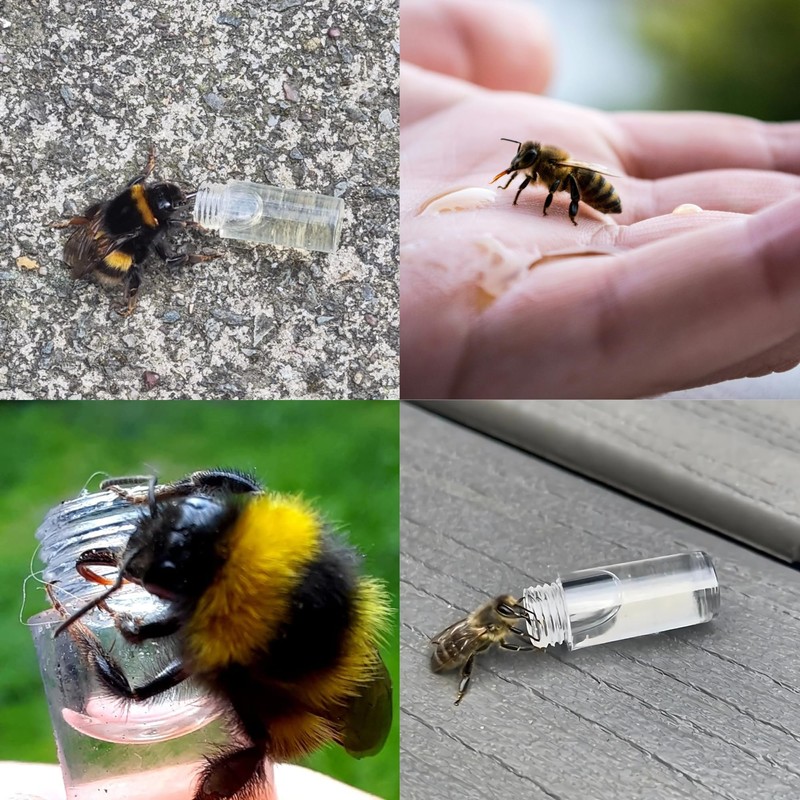 Revive a Bee Gold Bee Revival Kit A Keyring with