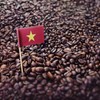 Kaya Kopi Premium Kopi Luwak From Indonesia Wild Palm Civets