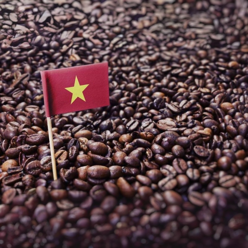 Kaya Kopi Premium Kopi Luwak From Indonesia Wild Palm Civets