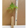 Tree Sun Valley Red Maple Tree - 8-14" Tall -