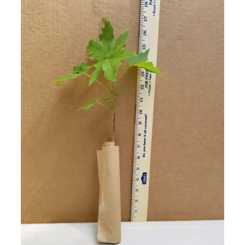 Tree Sun Valley Red Maple Tree - 8-14" Tall -