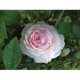 Clotilde Soupert Antique Own Root Heirloom Old Garden Rose Bush Live Plant Cream White Pink Highly Fragrant 4 Inch Pot