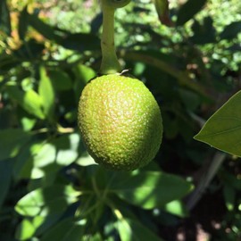 3 HASS Avocado Seeds, Farm Fresh, Ready to Grow | Grown in USA