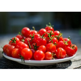 Inherited seeds Cherry Tomato Seeds - Gardeners Delight Heirloom 30+ seeds 100% Organic NON-GMO