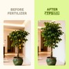 TPS NUTRIENTS Ficus Tree Fertilizer for All Ficus, Fig and