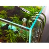 JARDLI Glass Lily Pipe Spin Outflow with Surface Skimmer for
