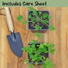 Live Citronella Geranium Plants (2-Pack); Pelargonium Citronella Scented Potted Plants