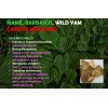 ame Silvestre Barbasco Wild Yam Camote 65 Cap Neutro