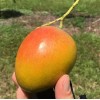 Tree Honey Kiss MANGO TREE GRAFTED 2-4 Ft Tall.Ship To