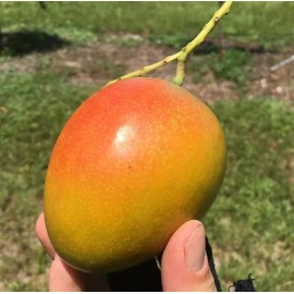 Tree Honey Kiss MANGO TREE GRAFTED 2-4 Ft Tall.Ship To All States. Actual Photos