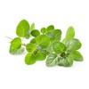 Greek Oregano - Non-GMO - 0.5 Grams, Approximately 4,500 Seeds