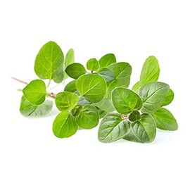 Greek Oregano - Non-GMO - 0.5 Grams, Approximately 4,500 Seeds