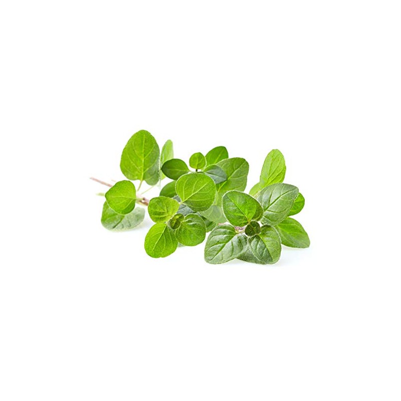 Greek Oregano - Non-GMO - 0.5 Grams, Approximately 4,500 Seeds