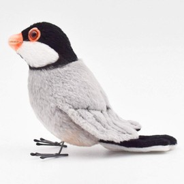 13 Java Sparrow