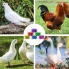80 Pcs 8mm Pigeon Leg Bands with 8 Colors Numbered