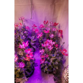 TRUE Galania Izmir Afghan Special Poppy Seeds 1500 Count RARE!!!