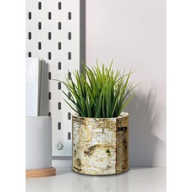 Serene Spaces Living 4.5" White Birch Bark Vase - Size: Small - Pack of 1