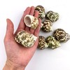Heyiwell 10PC Natural Green Hermit Crab Shells,Natural Turbo Sea Shell