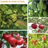 Pack of 100 Fruit Protective Bags, Grape Protective Bags, Fruit
