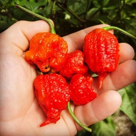 Superhot Seeds 50+ Random SUPERHOT Pepper Seeds. Over 20 Different Kinds Of Superhot Peppers