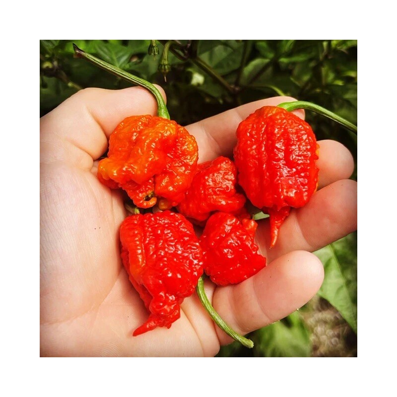 Superhot Seeds 50+ Random SUPERHOT Pepper Seeds. Over 20 Different