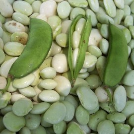 Southeast Seeds White Dixie Butterpea  Seeds, NON-GMO, Lima Bean, Shell or Dry Bean, FREE SHIP - 30 Seeds or 1/4 OZ