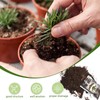 Doter Bonsai Soil Mix 2qt Ready to Use, Organic Bonsai