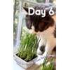 CAT Grass Seeds | 7.5 Oz. | Grow *32* Pots