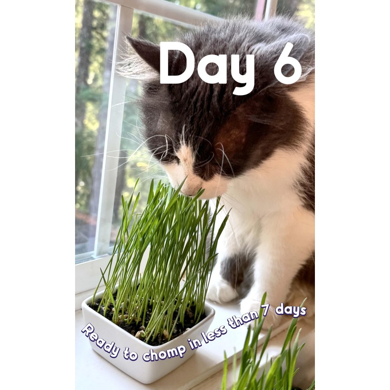 CAT Grass Seeds | 7.5 Oz. | Grow *32* Pots